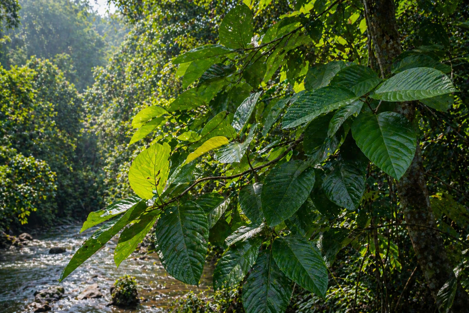 Mitragyna speciosa en su hábitat natural — margen de río en bosque tropical de Borneo